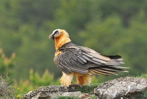 Bearded vulture | Aves belas, Pássaros, Animais