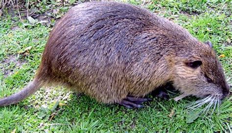 Rare Breed Whitetail Hunting: Nutria friend or foe?