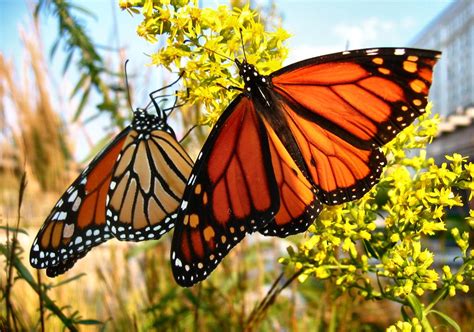 Monarch Butterfly Facts For Kids | Monarch Butterfly Diet & Habitat