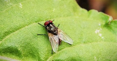 Housefly - A-Z Animals