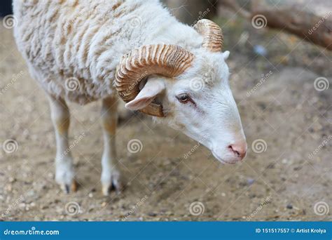 Famous for Their Wool Sheep -Ovis Ammon Aries Stock Image - Image of ...