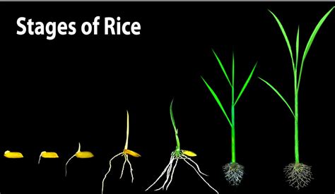 rice stages, seed germination | The process of seed germinat… | Flickr