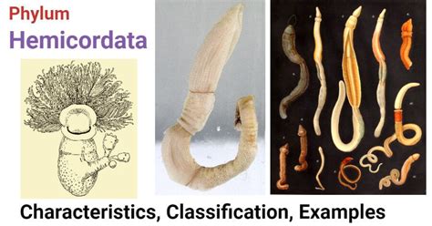 Phylum Hemichordata- Characteristics, classification, examples | Biology notes, Characteristics ...