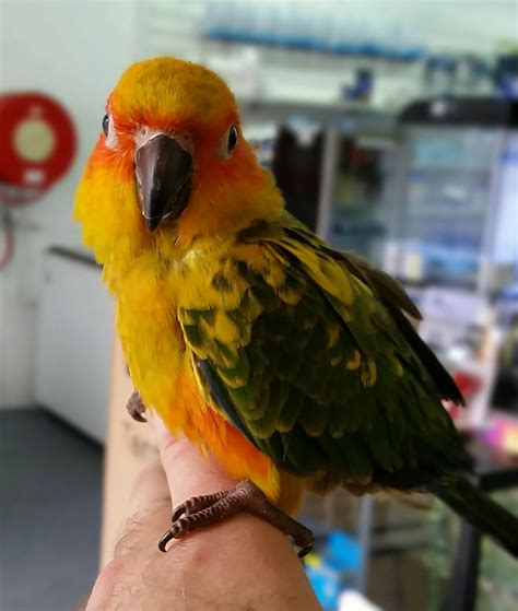 Talking Parrots Melbourne | Plenty of Baby Parrots in Stock