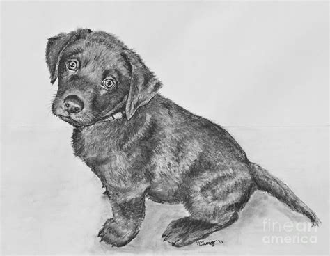 Chocolate Lab Puppy Artwork Drawing by Kate Sumners