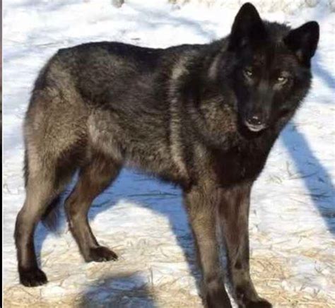 9 best images about Wolf Dog Hybrids on Pinterest | Beautiful, Wolves and Coyotes