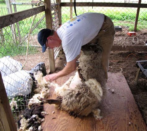 Sheep Shearing Done! – Rural Ramblings…