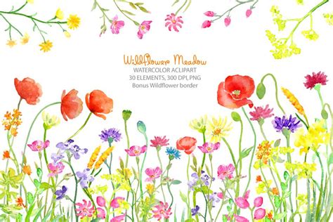 Watercolor clipart wildflower meadow, wild flower border for instant download (68965 ...