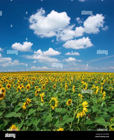 What is alamy stock photo - campaignjza