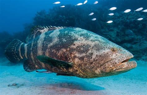 Goliath Grouper Information, and Hd pictures, Photos all details