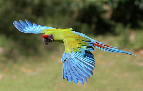 Great Green Macaw Facts, Care as Pets, Images and Video