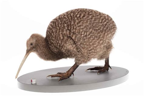 40 Kiwi Bird Facts: New Zealand's Most Iconic Animal - Facts.net