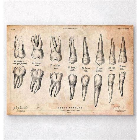 Teeth Anatomy Chart — Medshop New Zealand