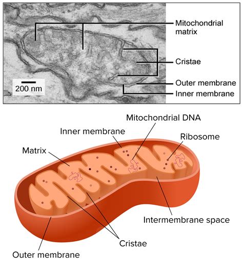 Simple Mitochondria Function Diagram Draw It Neat: How To Dr