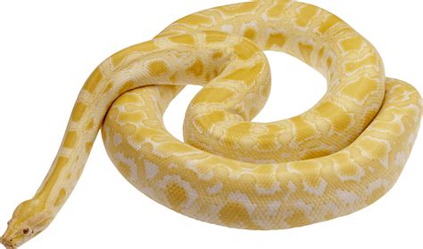 Python Snake PNG Transparent Python Snake.PNG Images. | PlusPNG