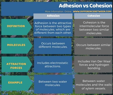 Difference Between Adhesion and Cohesion | Compare the Difference Between Similar Terms