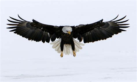 Eagles in Flight - Gallery | eBaum's World