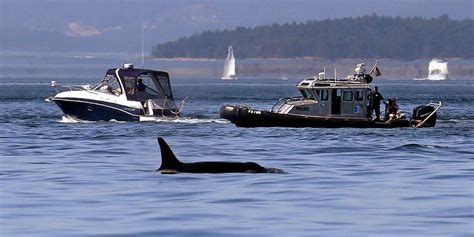 Orcas are sinking sailboats in a game that’s ‘gotten way out of hand,’ experts say