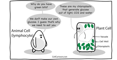 Plant Cells – Cell Cartoons