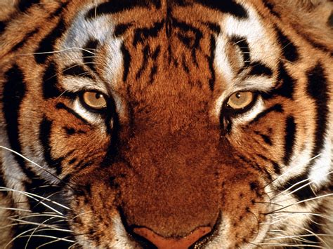 The Eye of the Tiger- Do You Have What It Takes To Succeed? | Amy Starr Allen