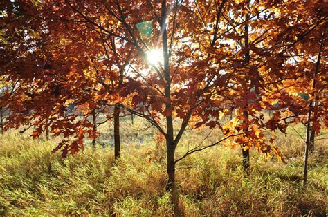 Fall Colors and Chlorophylls – Cowling Arboretum – Carleton College