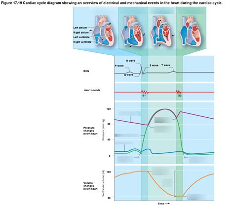 Cardiac Cycle (Wiggers Diagram) Diagram | Quizlet