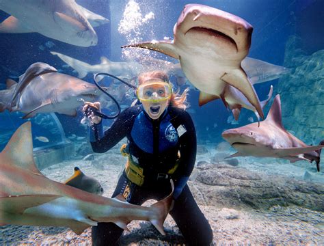 Melbourne Aquarium | ubicaciondepersonas.cdmx.gob.mx