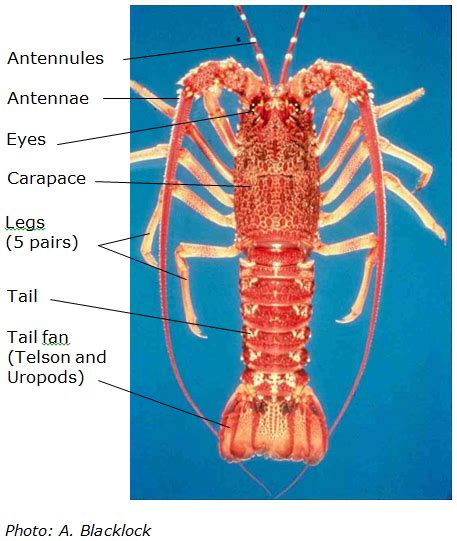 Lobster Anatomy Diagram Label