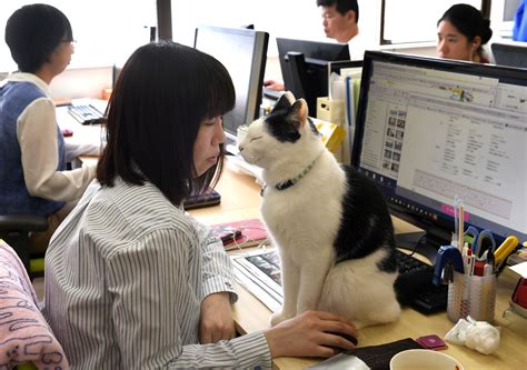 To reduce work stress, Japan firms turn to office cats, dogs and goats | The Japan Times