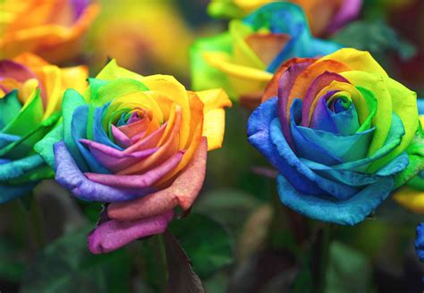 How to Make Rainbow Roses