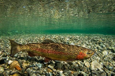 Rainbow Trout Habitat | Understanding It For Better Catches