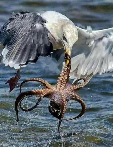 Octopus fighting seagull : r/natureismetal