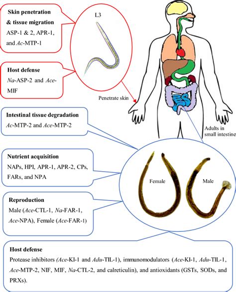 Symptoms Of Hookworms In Humans From Dogs - lalarmay