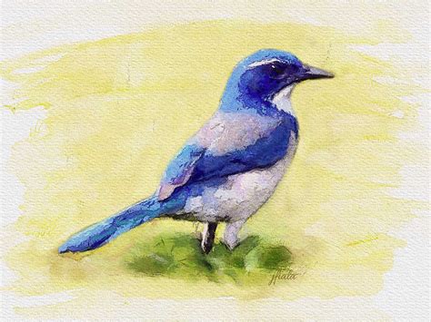 jlfiala: Watercolor Painting of a Blue Bird