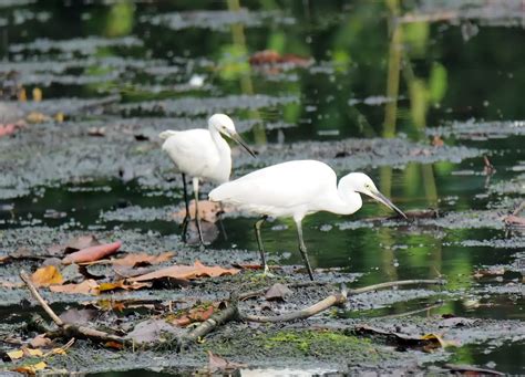 Wetlands: Learn How to Protect These Important Natural Habitats