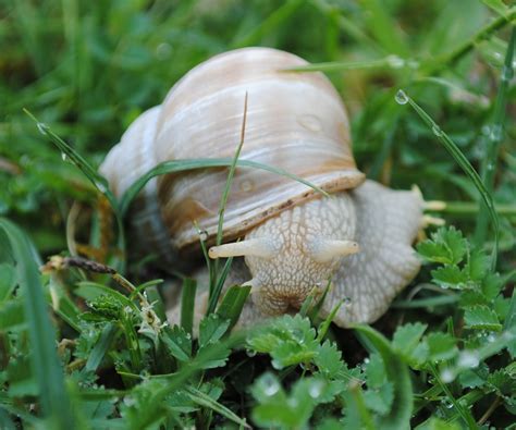 Bug Mad Girl: Roman snails and white helleborines