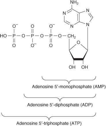 Nucleotides | Basicmedical Key