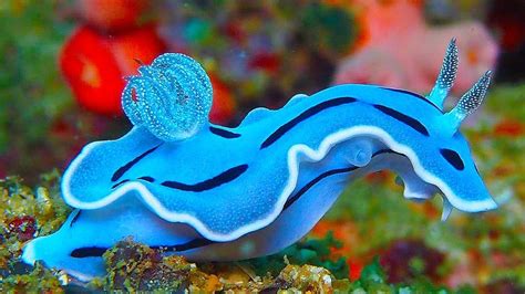 Blue Sea Snail looks otherworldly : interestingasfuck