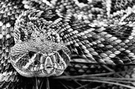 Eastern Diamondback Rattlesnake Black and White Photograph by JC Findley - Fine Art America