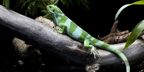 Fiji banded iguana | Smithsonian's National Zoo