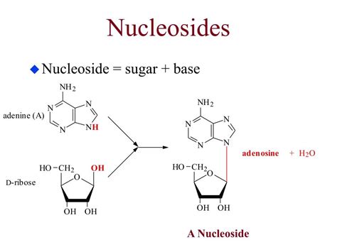 PPT - Nucleotides, Nucleic Acids and Heredity PowerPoint Presentation, free download - ID:1491772