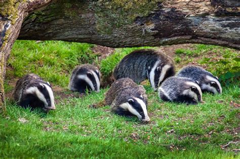 These 7 Cool Facts Show the Secret Lives of Badgers | PETA