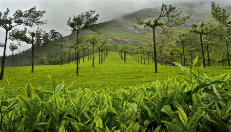 The Mesmerising Tea Gardens of Munnar - Tea Places T Ching