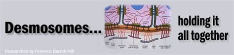 Desmosomes: Epidermal Strength and Adhesion - Virtual Beauty Corporation