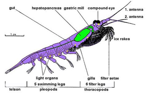 Krill - CreationWiki, the encyclopedia of creation science