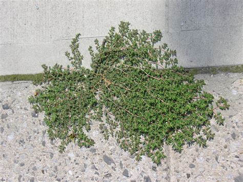 A Naturalist in Brooklyn: Spotted Spurge