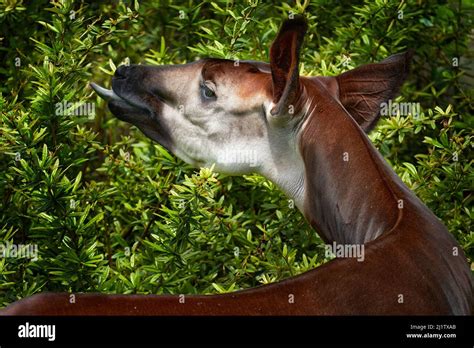 Okapi, Okapia johnstoni, brown rare forest giraffe, in the dark green forest habitat. Big animal ...