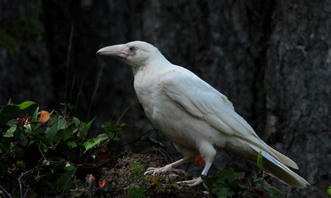 Fun Facts About White Ravens | Carrie D. Miller