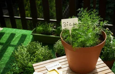 Growing Dill in Pots - When to Grow | Gardening Fan