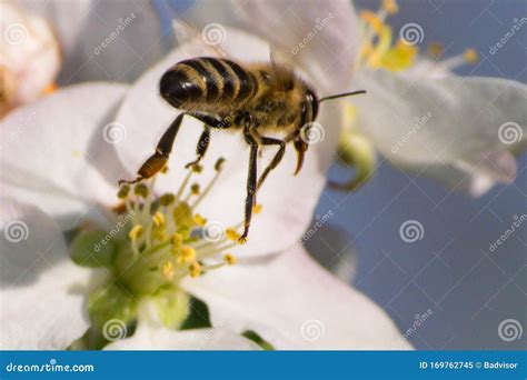 Honey Bee, Pollination Process Stock Image - Image of death, close: 169762745